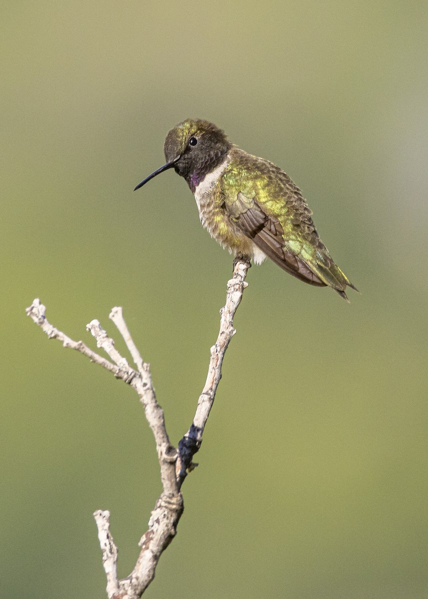 Black-chinned Hummingbird - ML452456121