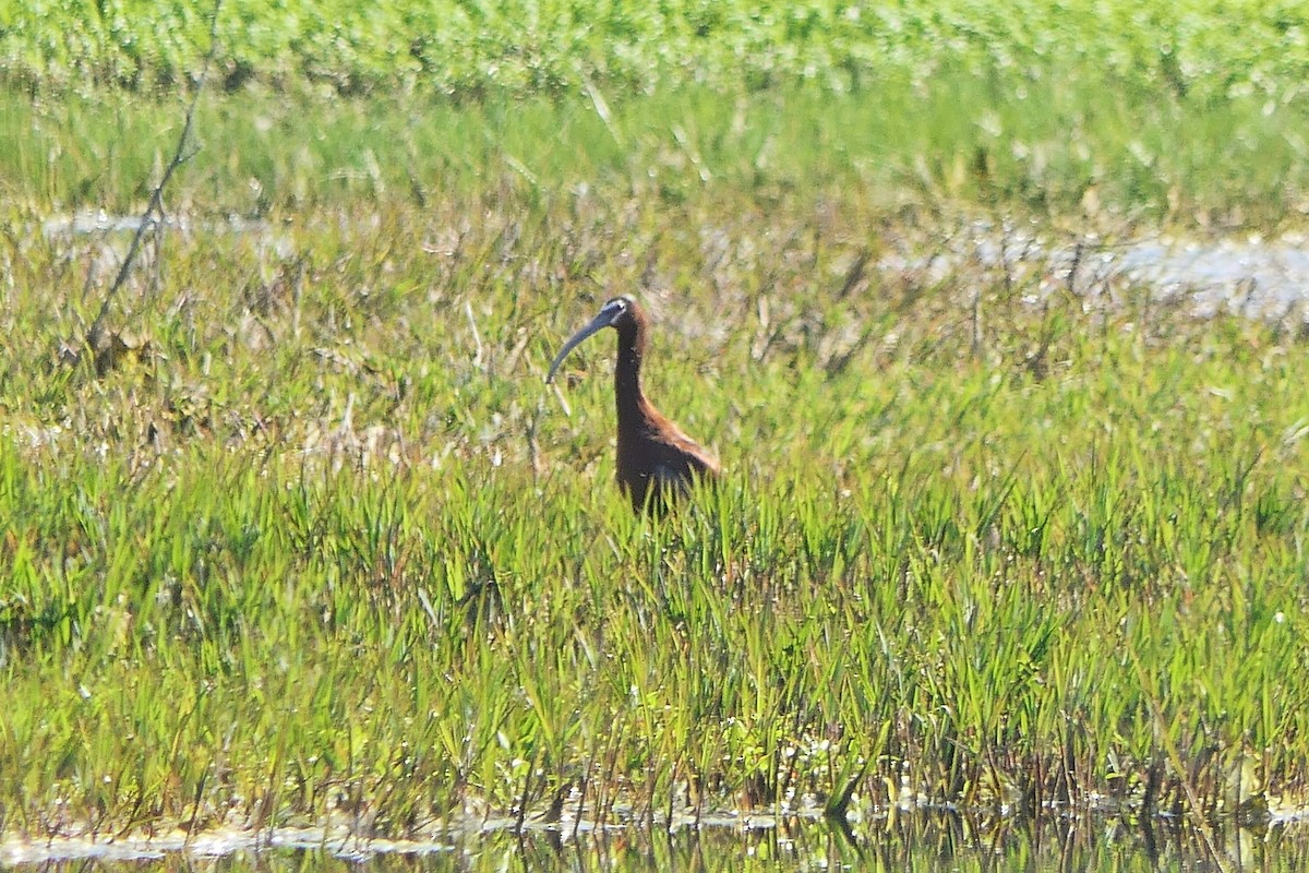 White-faced Ibis - ML452456231