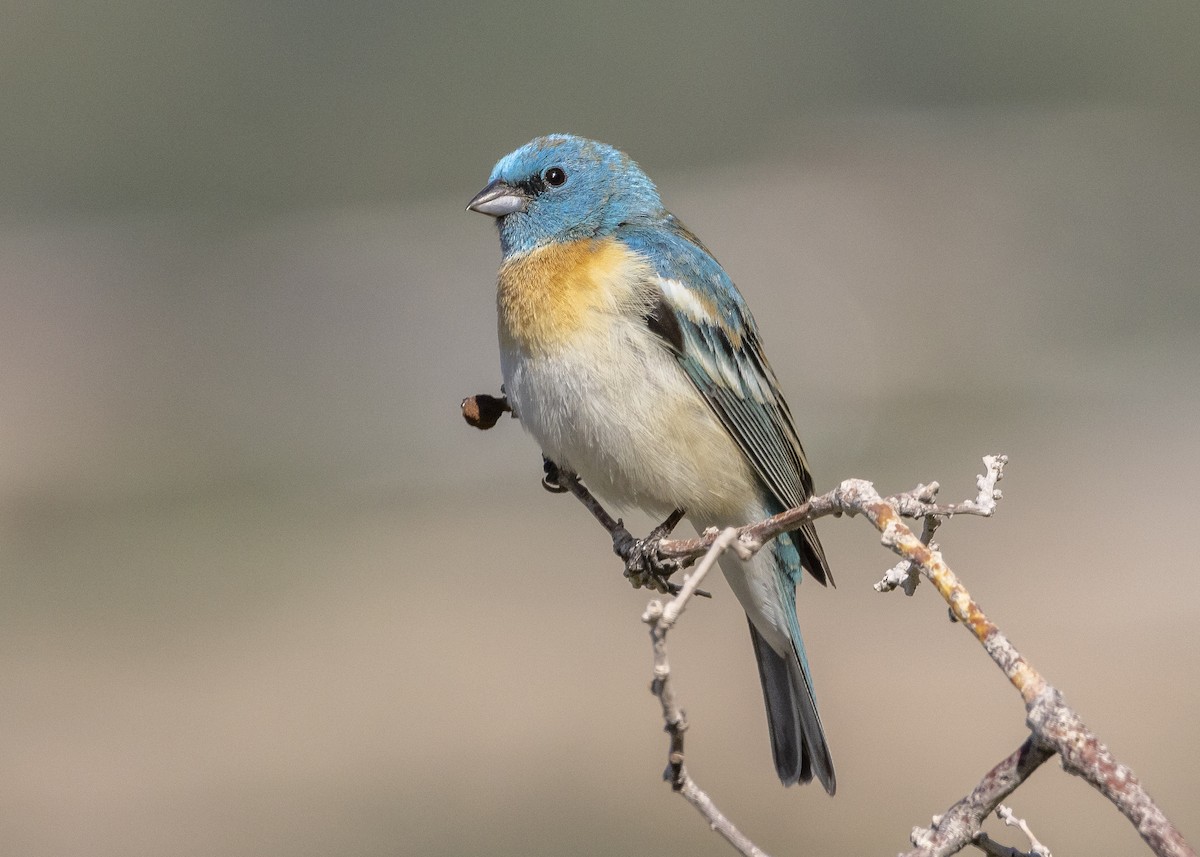 Lazuli Bunting - ML452456241