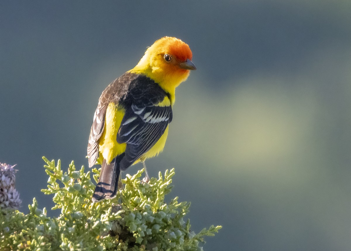 Western Tanager - ML452456371