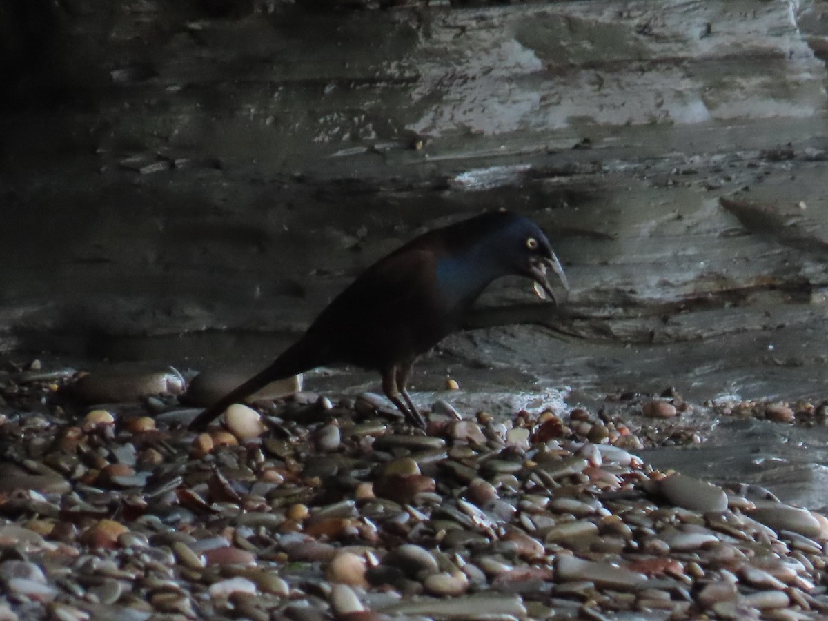 Common Grackle - ML452458141