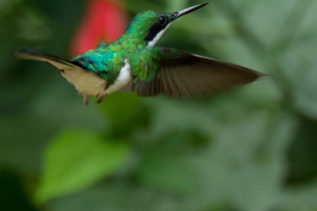 Black-eared Fairy - ML452458781