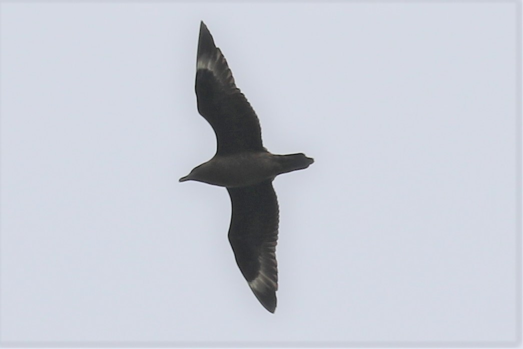 Great Skua - ML452459551