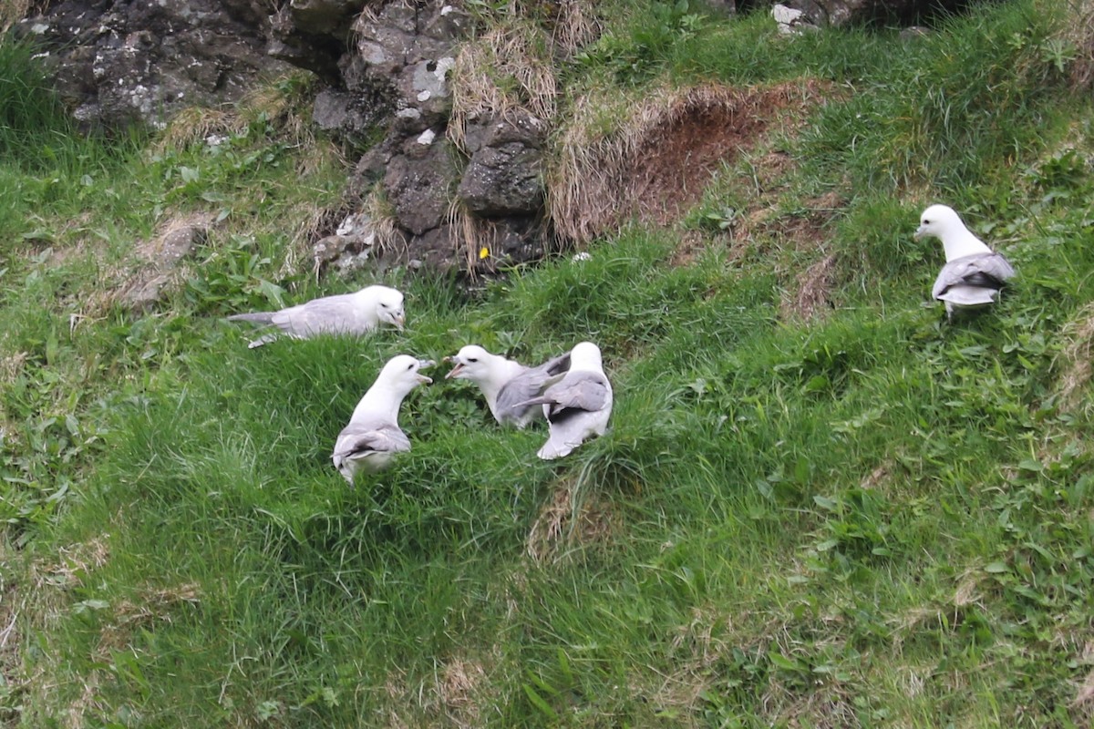 Fulmar boréal - ML452459801