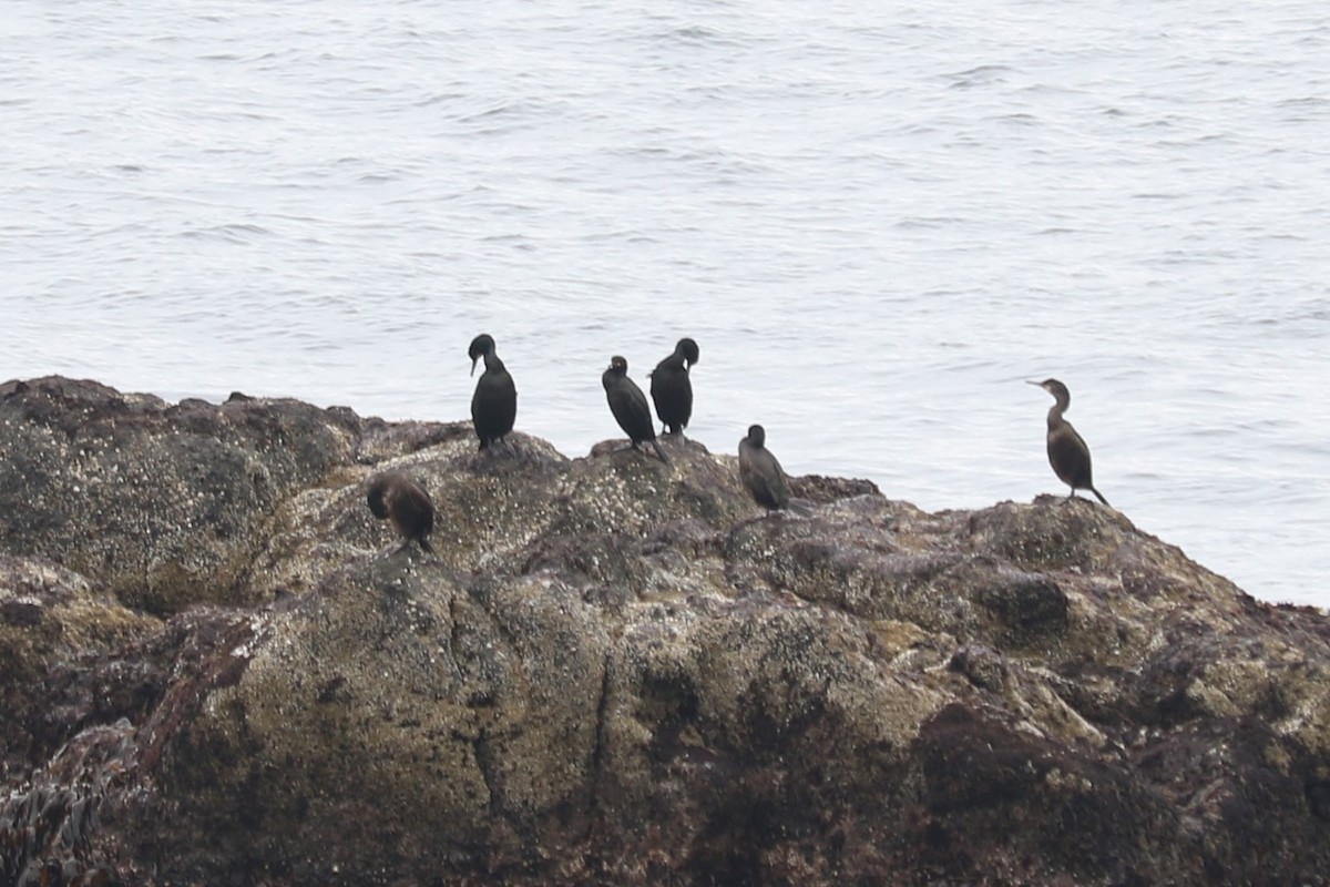 Cormorán Moñudo - ML452459851