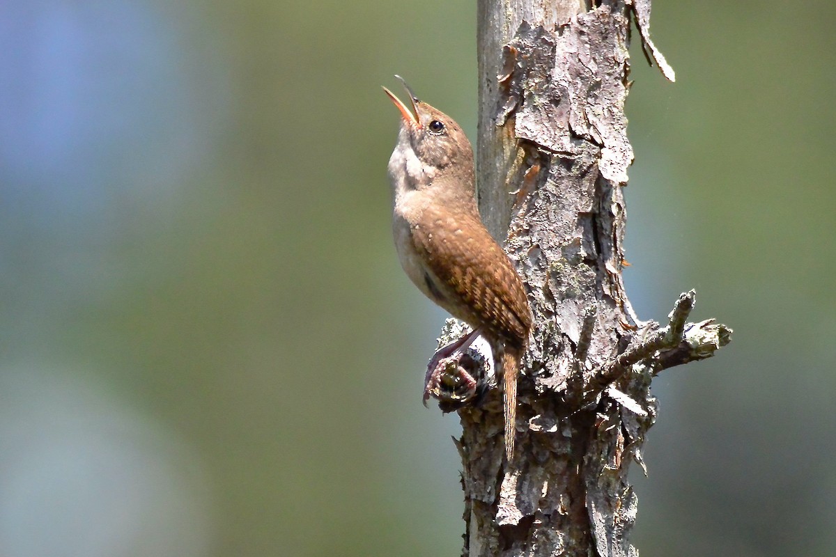 House Wren - ML452460891