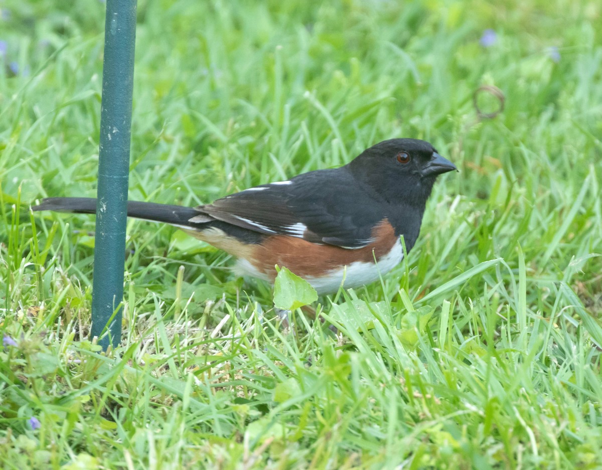 Eastern Towhee - Jeff McDonald