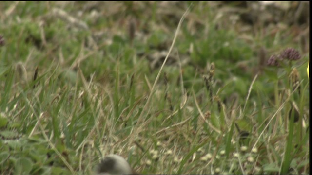 Gray-crowned Rosy-Finch - ML452462