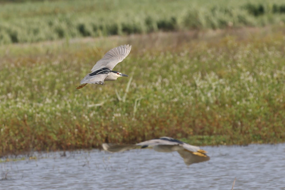 Black-crowned Night Heron - ML452462151