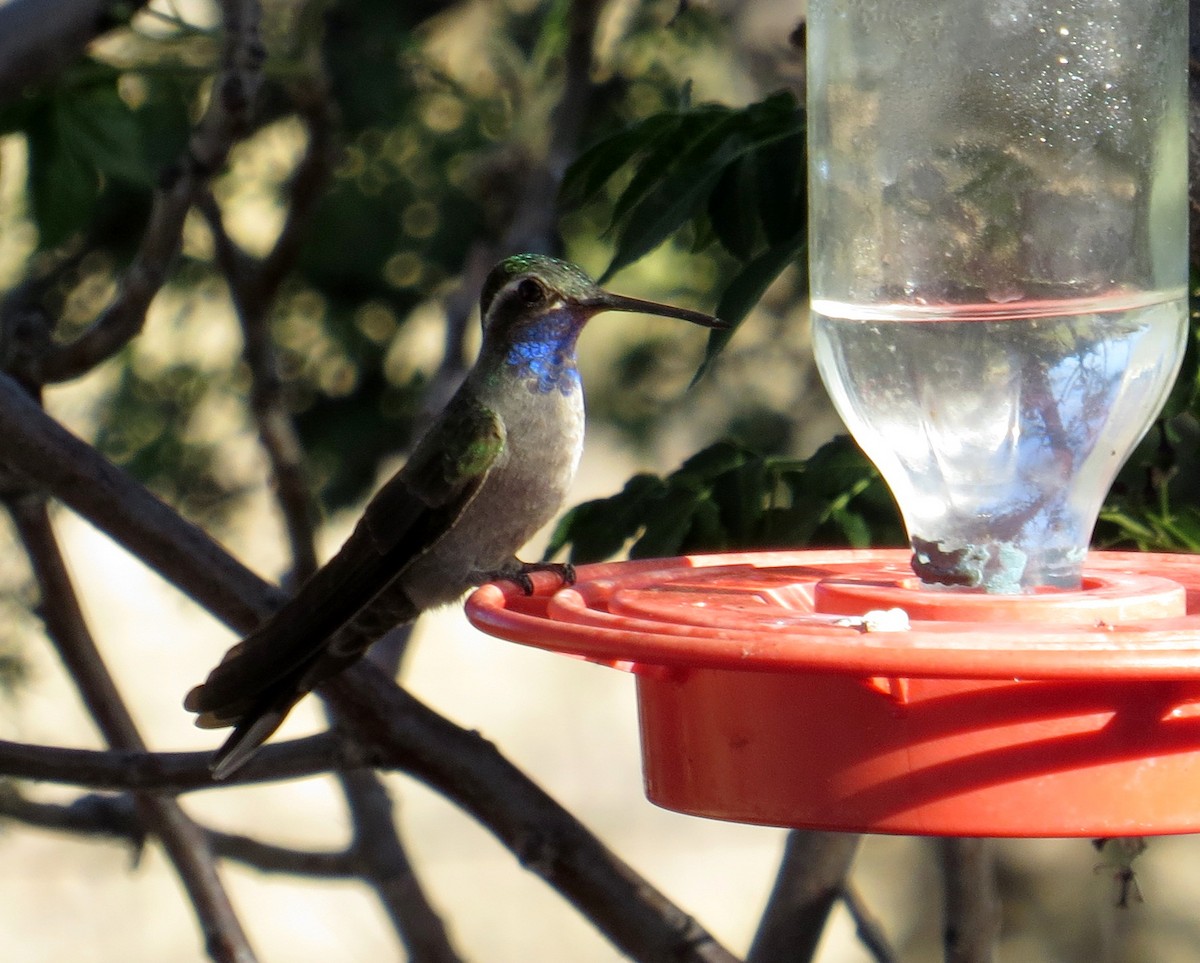 Blue-throated Mountain-gem - Pam Campbell