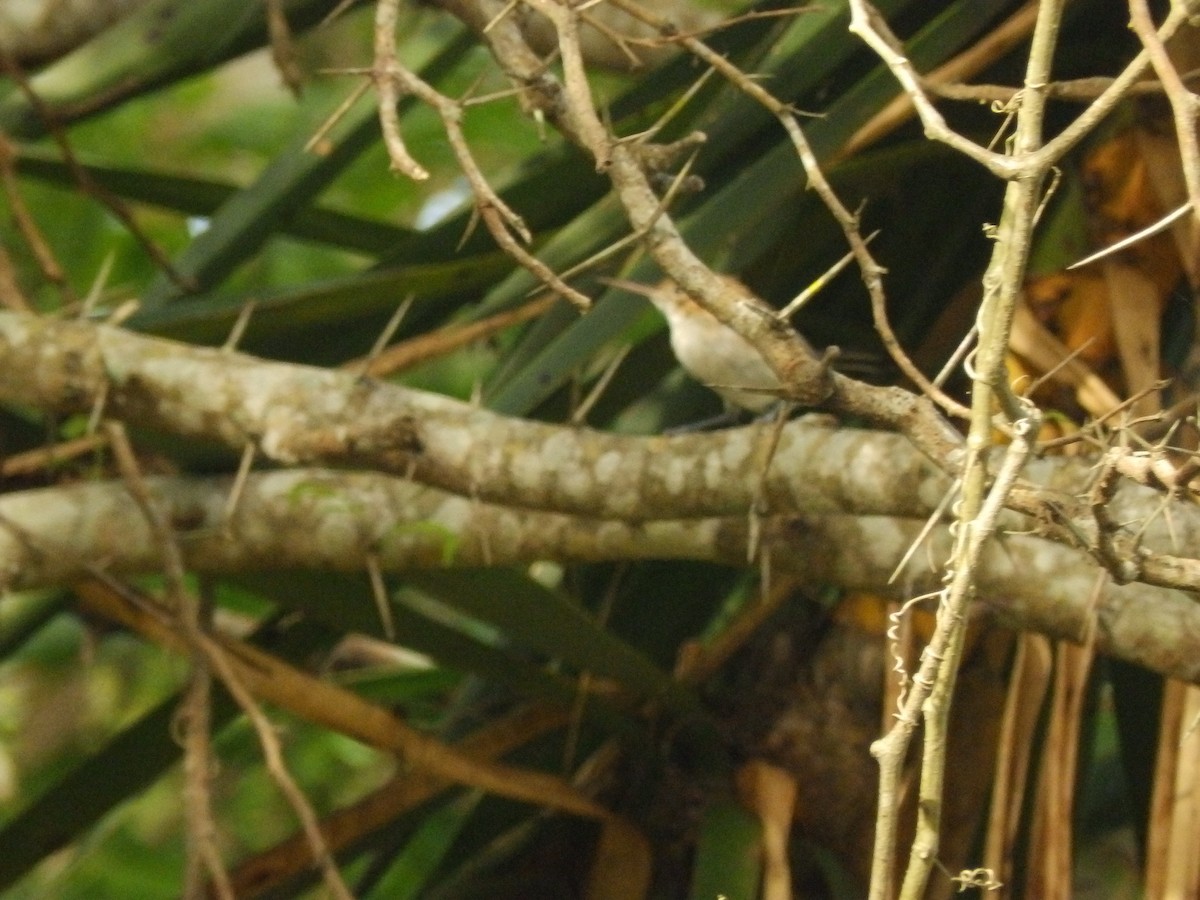 Long-billed Gnatwren (Trilling) - ML452464121