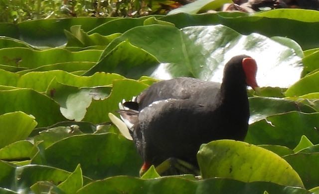 Common Gallinule - ML452464141