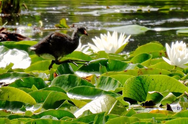 Common Gallinule - ML452464151