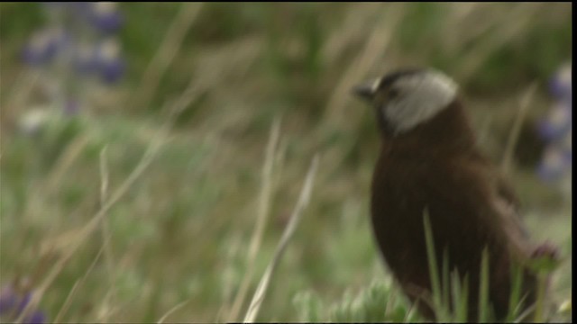 Gray-crowned Rosy-Finch - ML452465