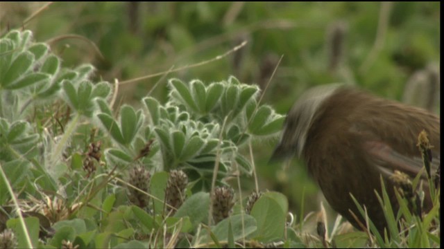 Gray-crowned Rosy-Finch - ML452466