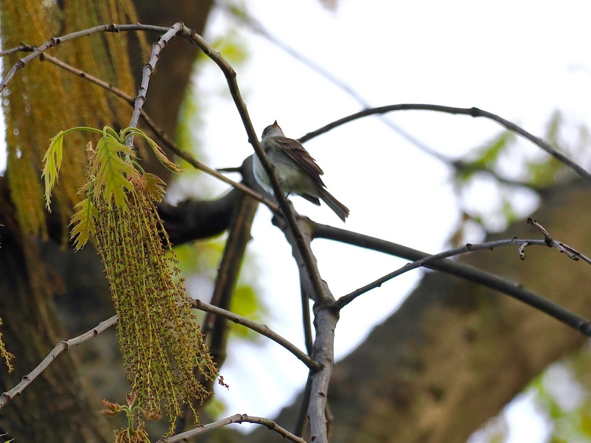 Least Flycatcher - ML452466521