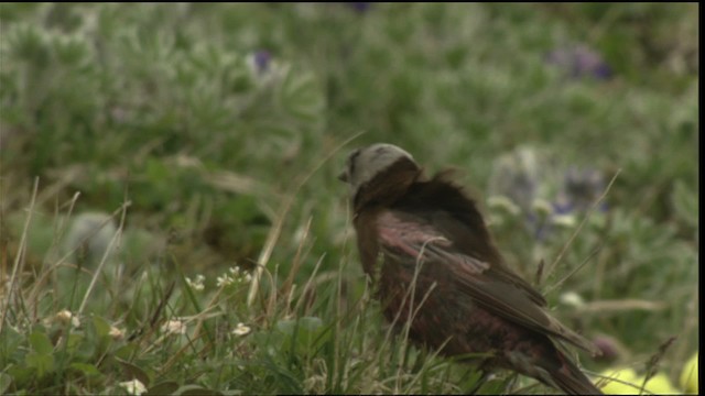 Gray-crowned Rosy-Finch - ML452469