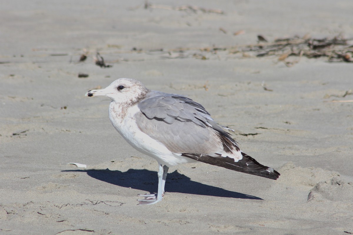 California Gull - ML45247151