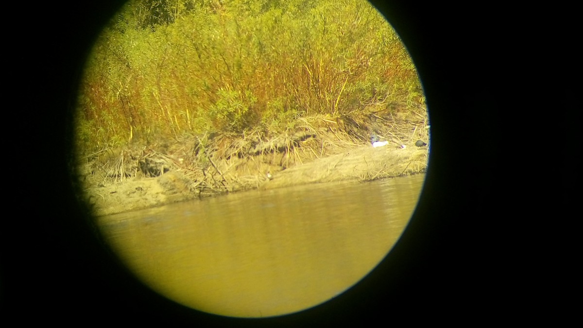 Hooded Merganser - ML45247251