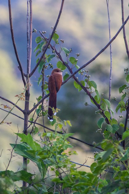 Squirrel Cuckoo - ML452472511