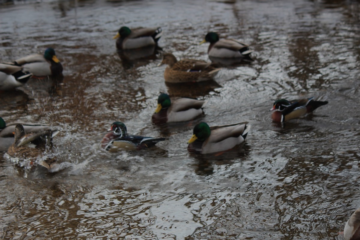 Wood Duck - ML45247361