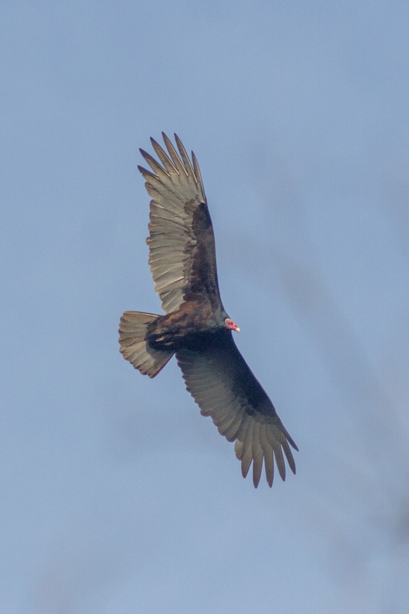 Turkey Vulture - Freddy Burgos Gallardo