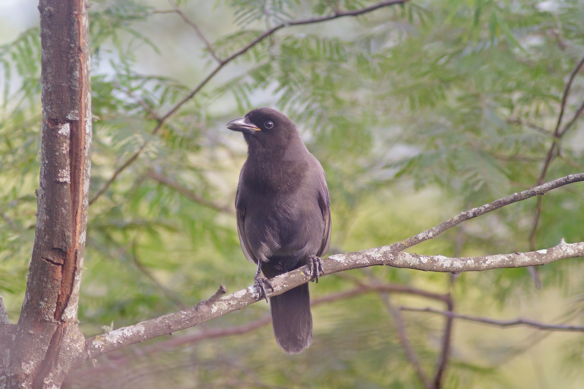 Purplish Jay - ML452473801