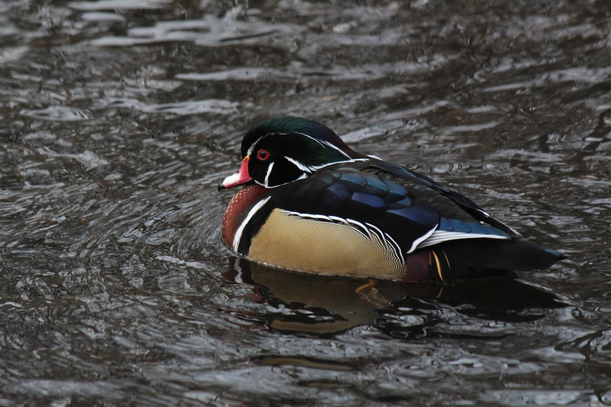 Wood Duck - ML45247391