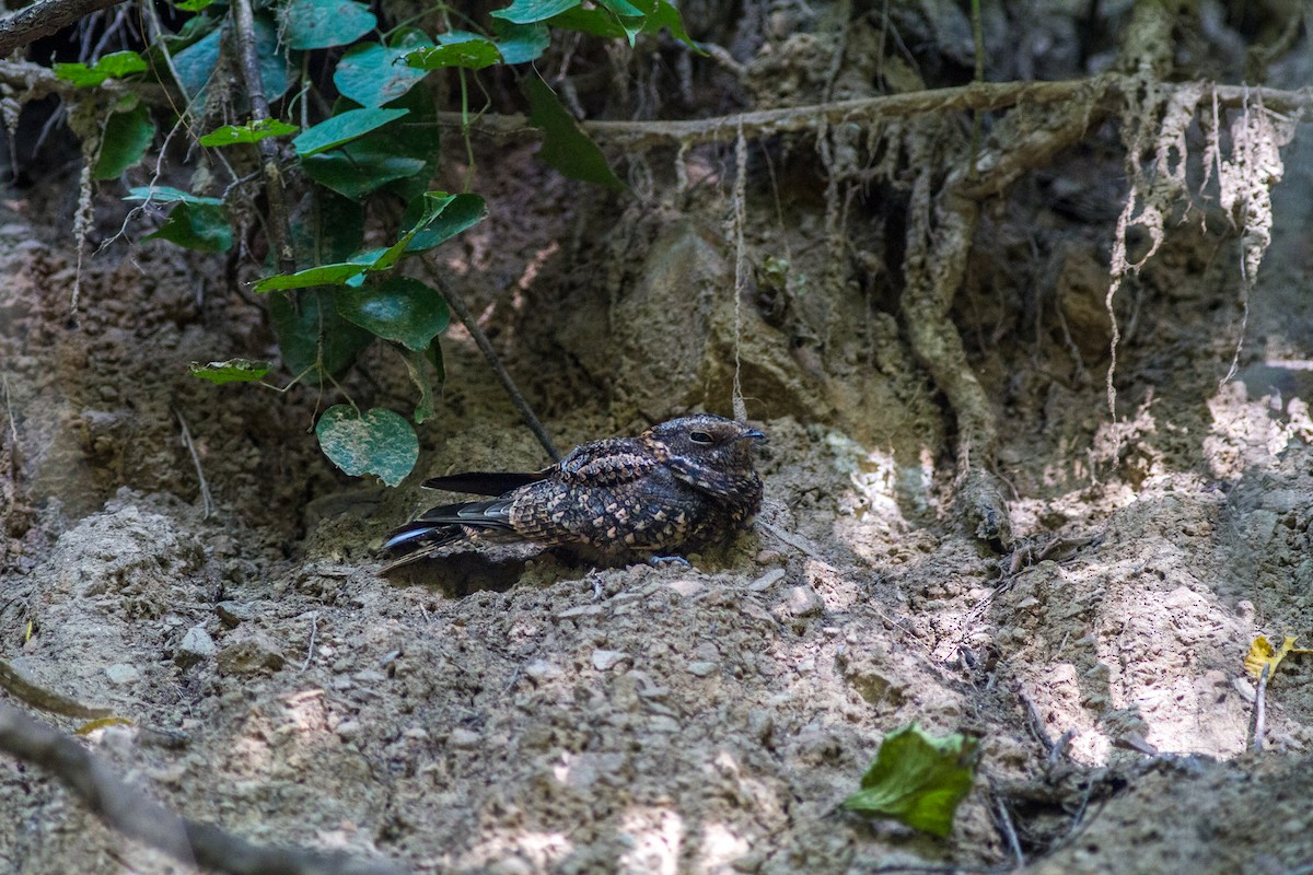 Band-winged Nightjar (Austral) - ML452473921