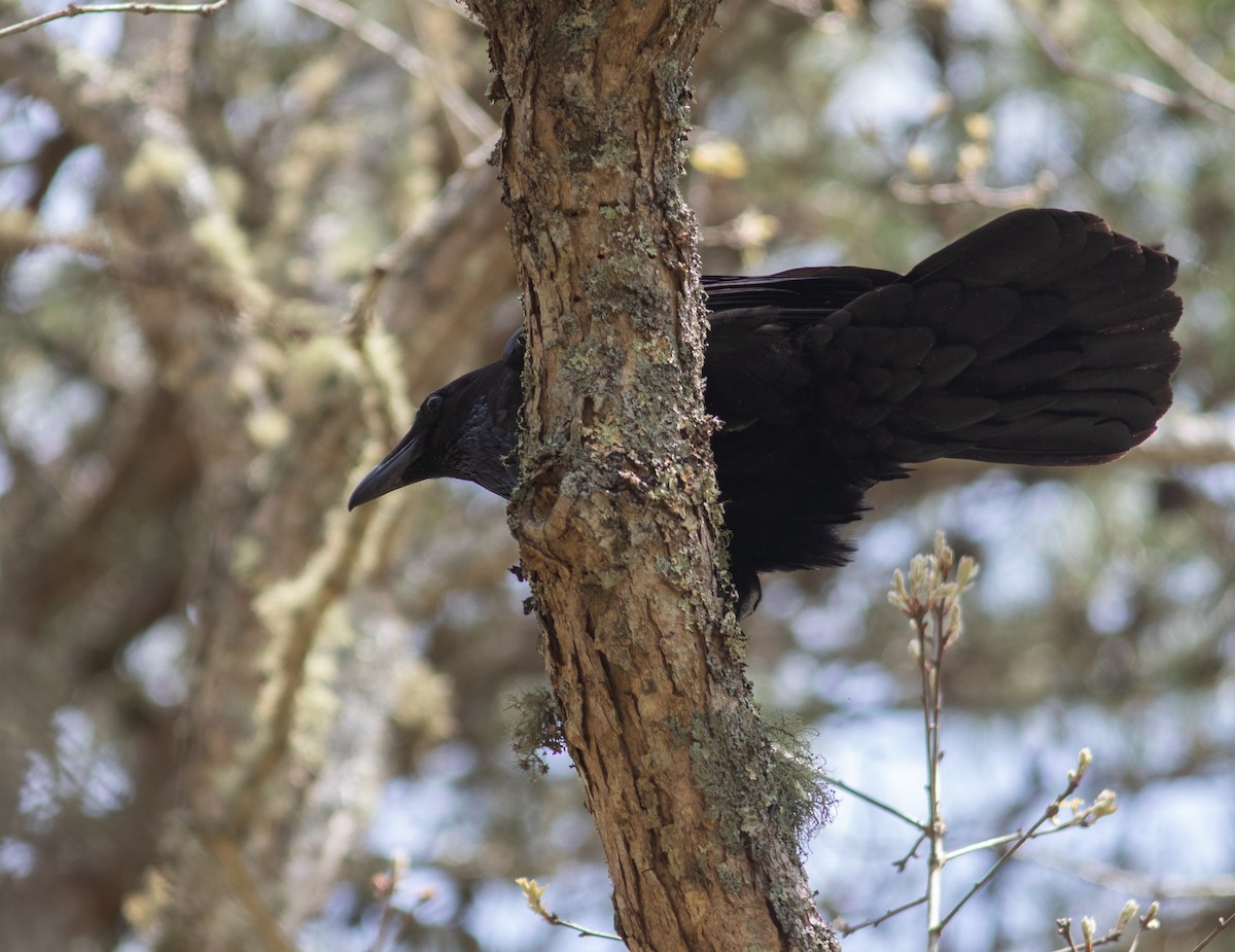 Common Raven - benny albro