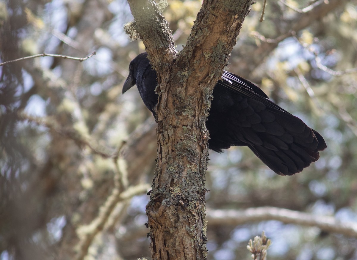 Common Raven - benny albro