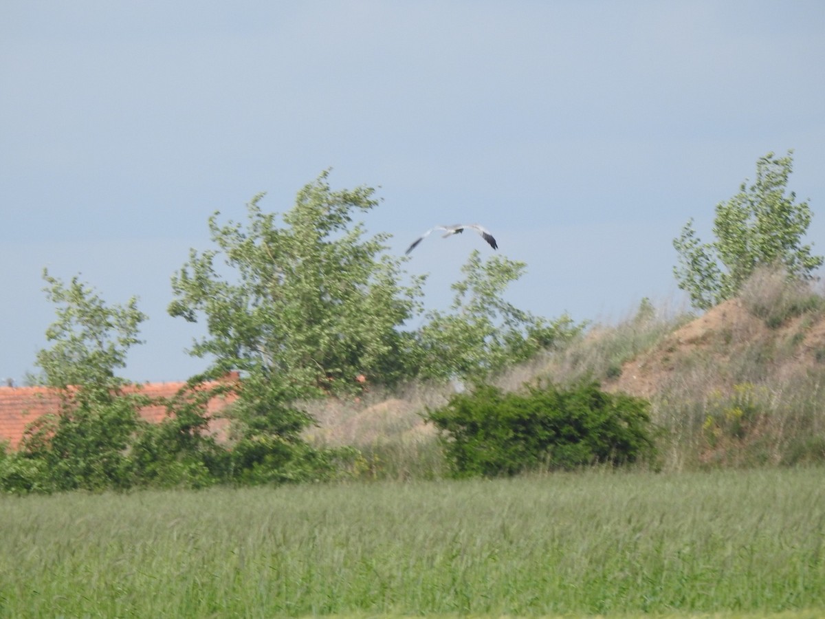 Montagu's Harrier - ML452475171