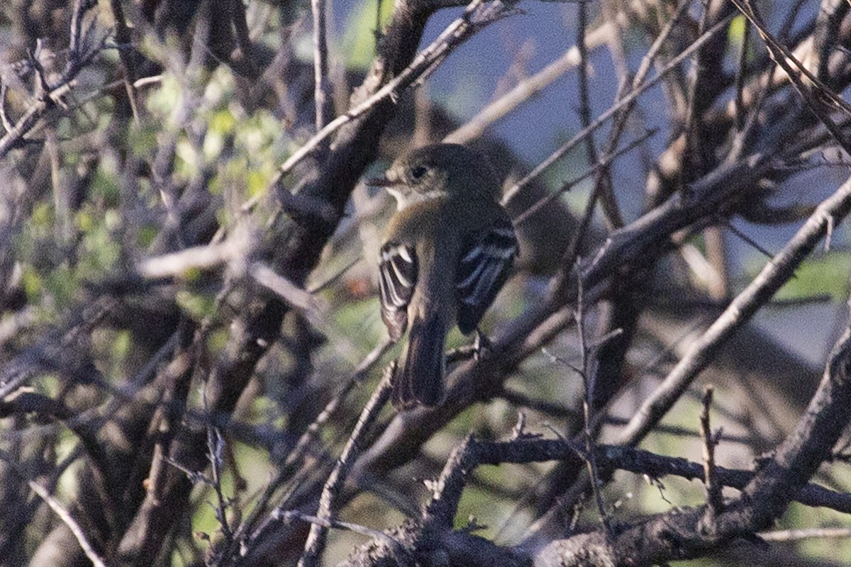 Dusky Flycatcher - ML452475411