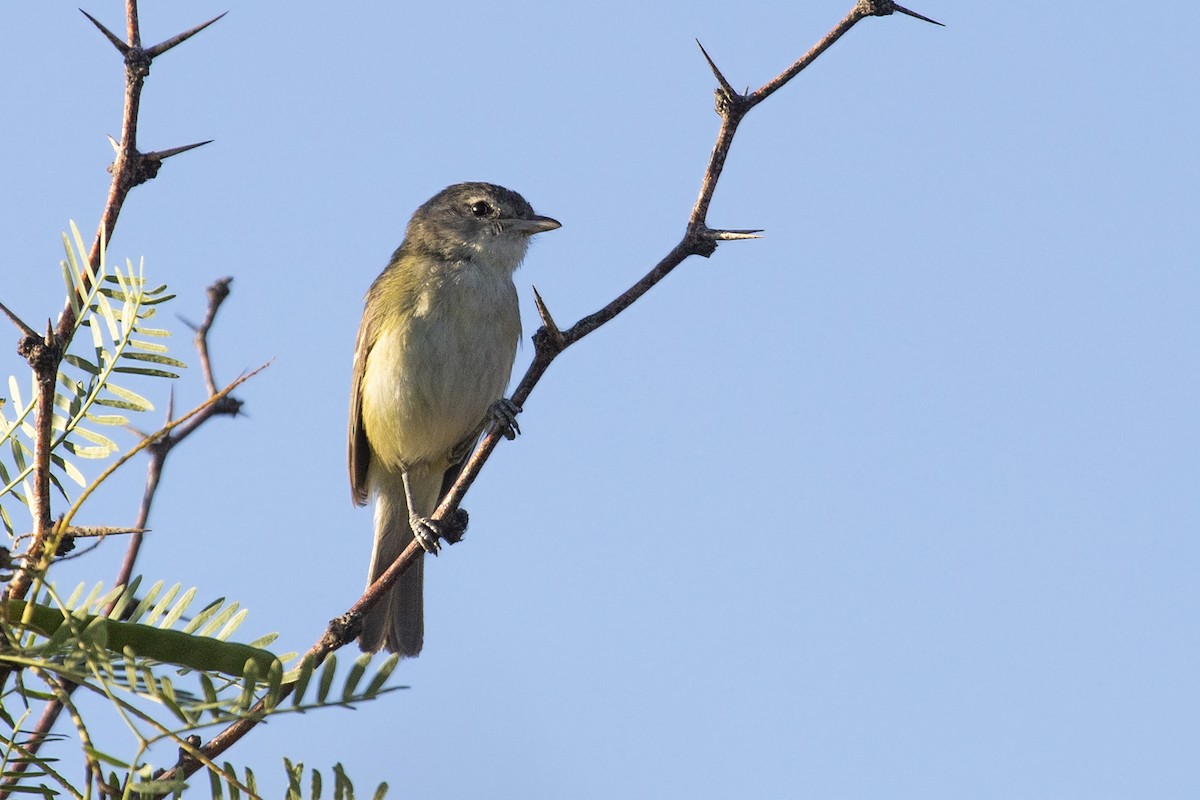 Bell's Vireo - ML452475501