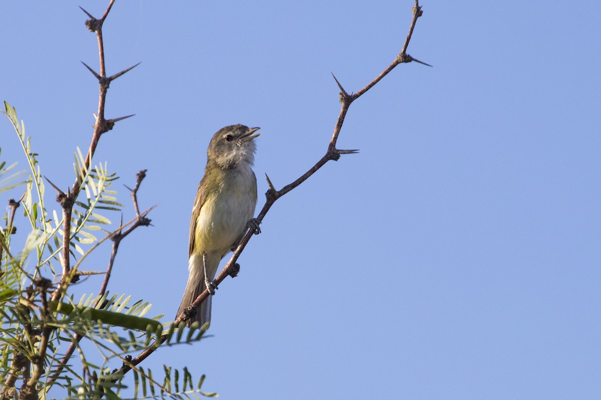 Bell's Vireo - ML452475541