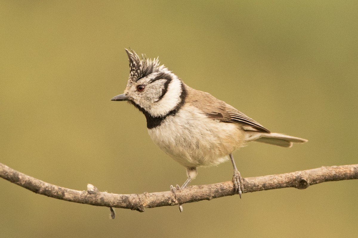 Crested Tit - ML452475561