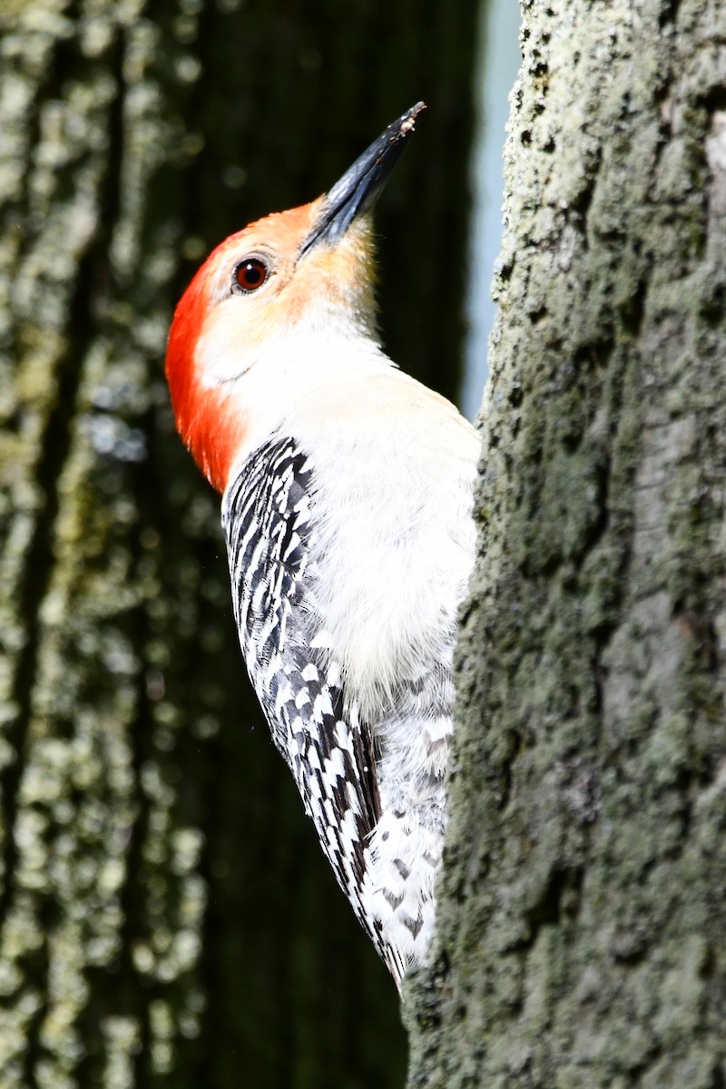 Red-bellied Woodpecker - ML452476441