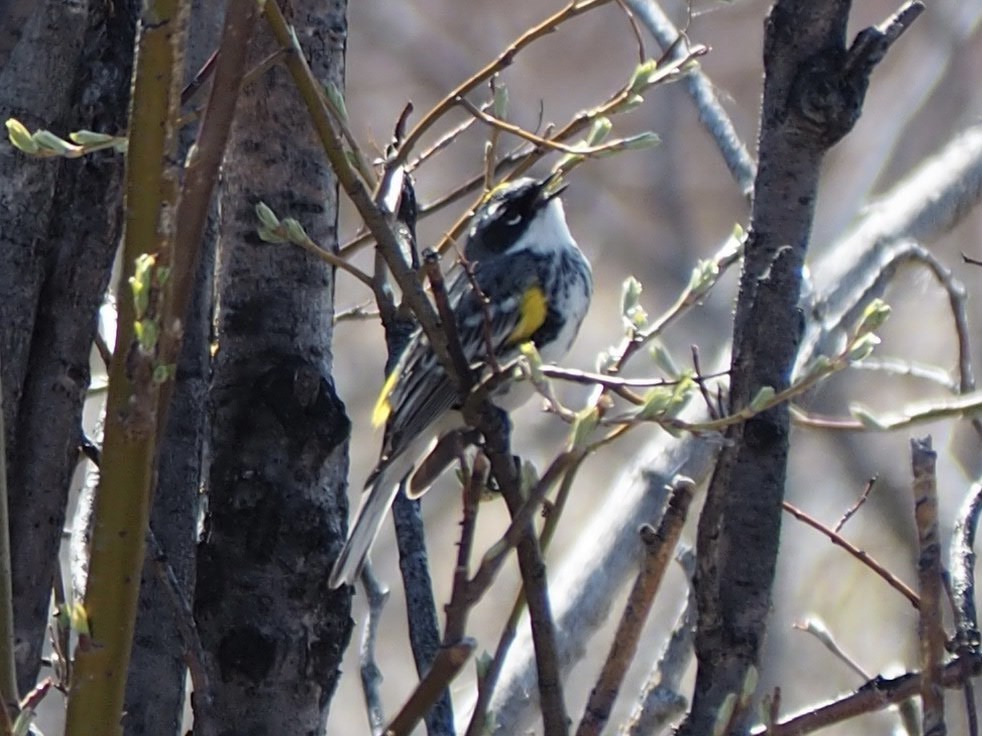 Yellow-rumped Warbler - ML452477531