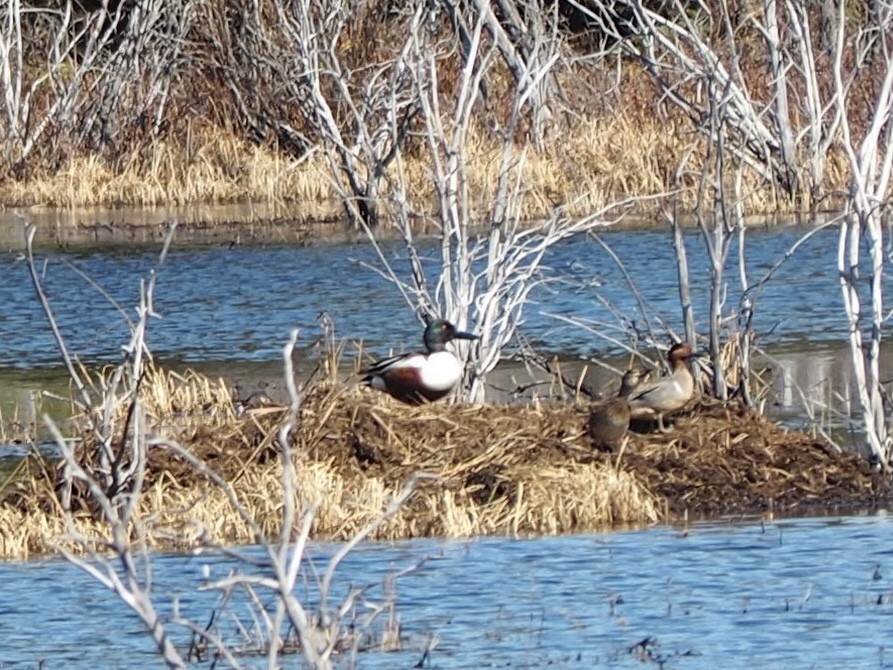 Northern Shoveler - ML452477791