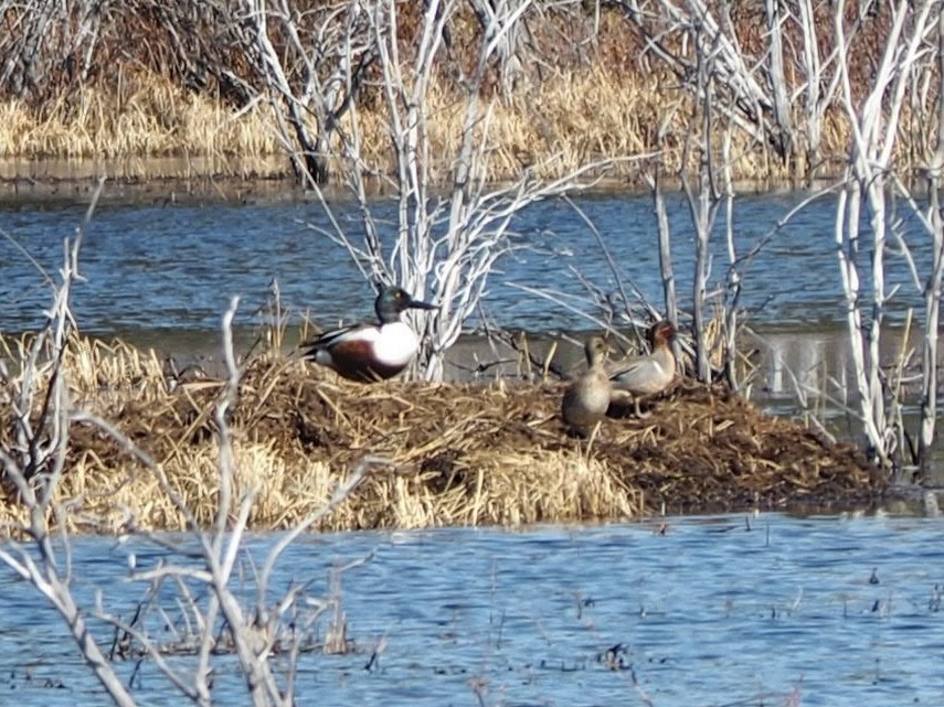 Green-winged Teal - ML452478191