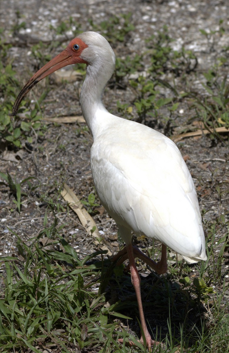 ibis bílý - ML452478941