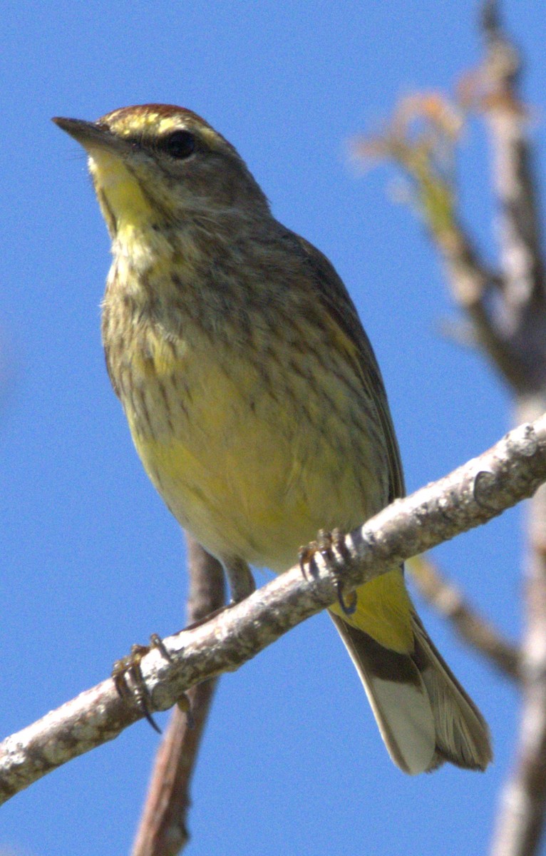 Palm Warbler - ML452479081