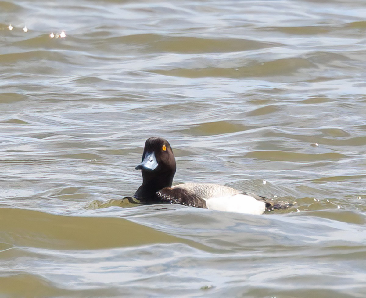 Lesser Scaup - Verlee Sanburg