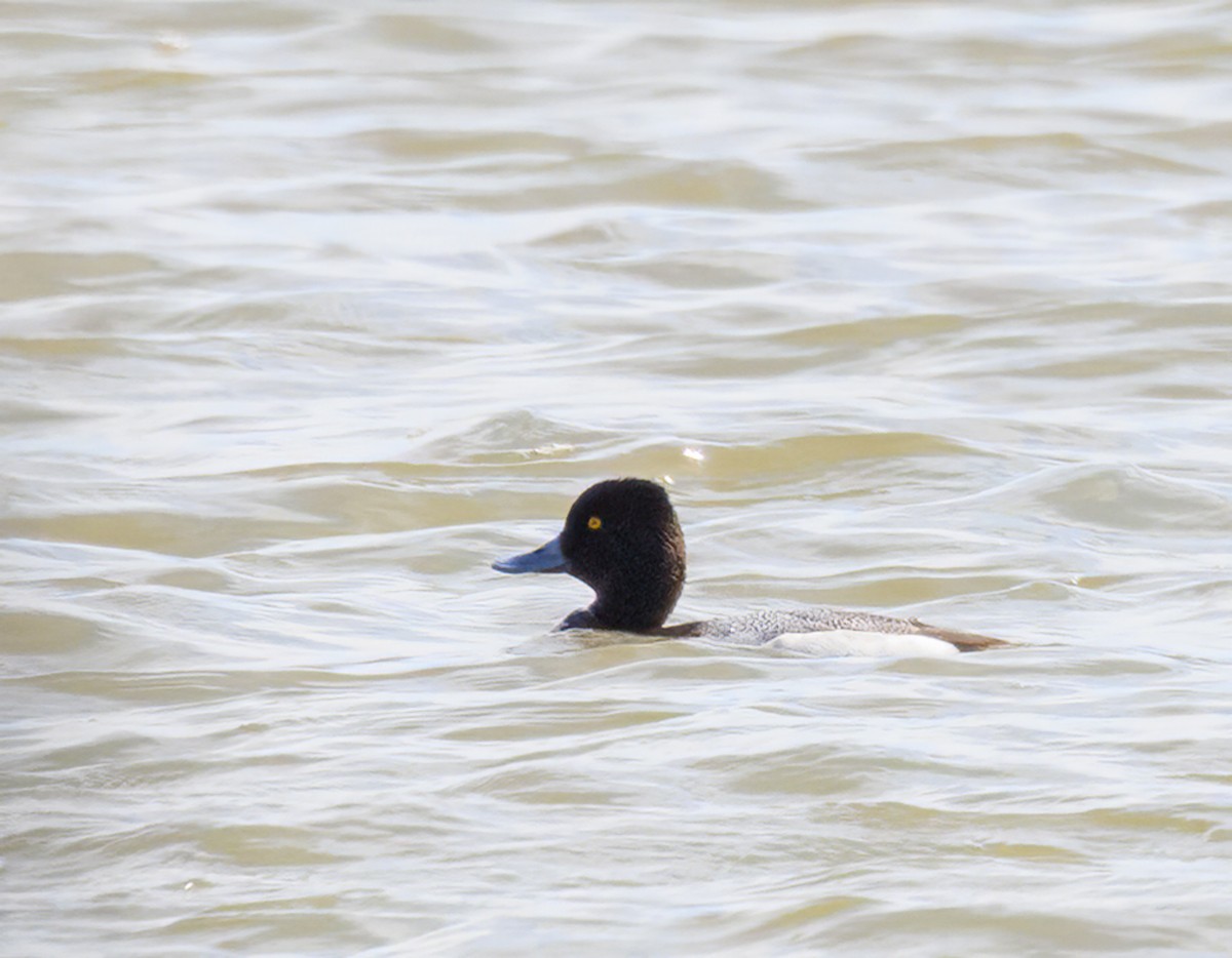 Lesser Scaup - Verlee Sanburg