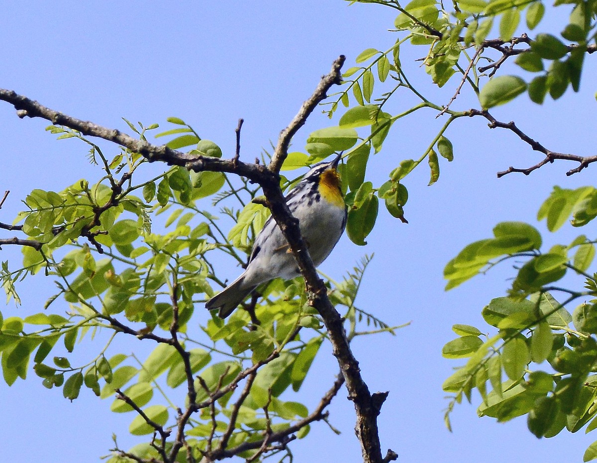 Yellow-throated Warbler - ML452481511