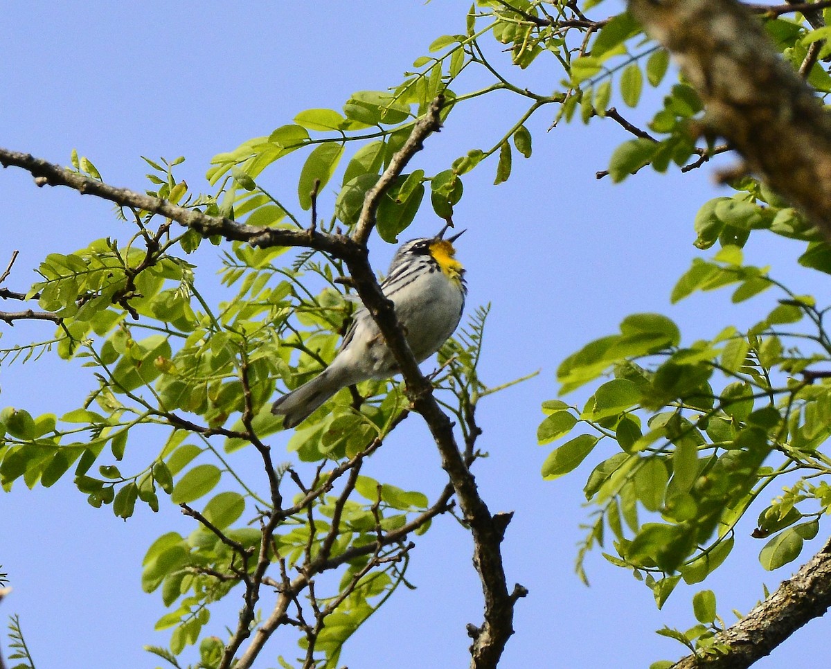 Yellow-throated Warbler - ML452481531
