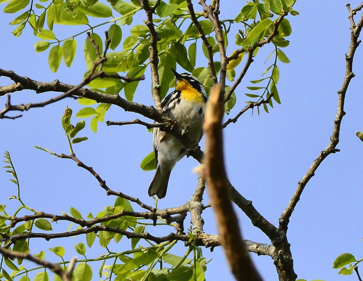 Yellow-throated Warbler - ML452481591