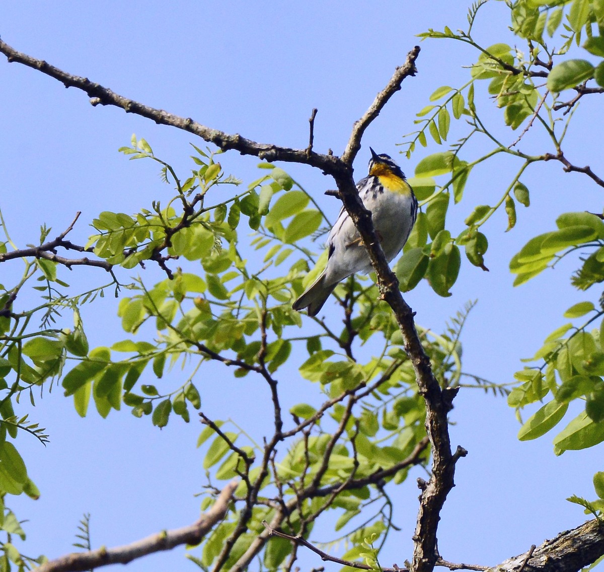 Yellow-throated Warbler - ML452481611