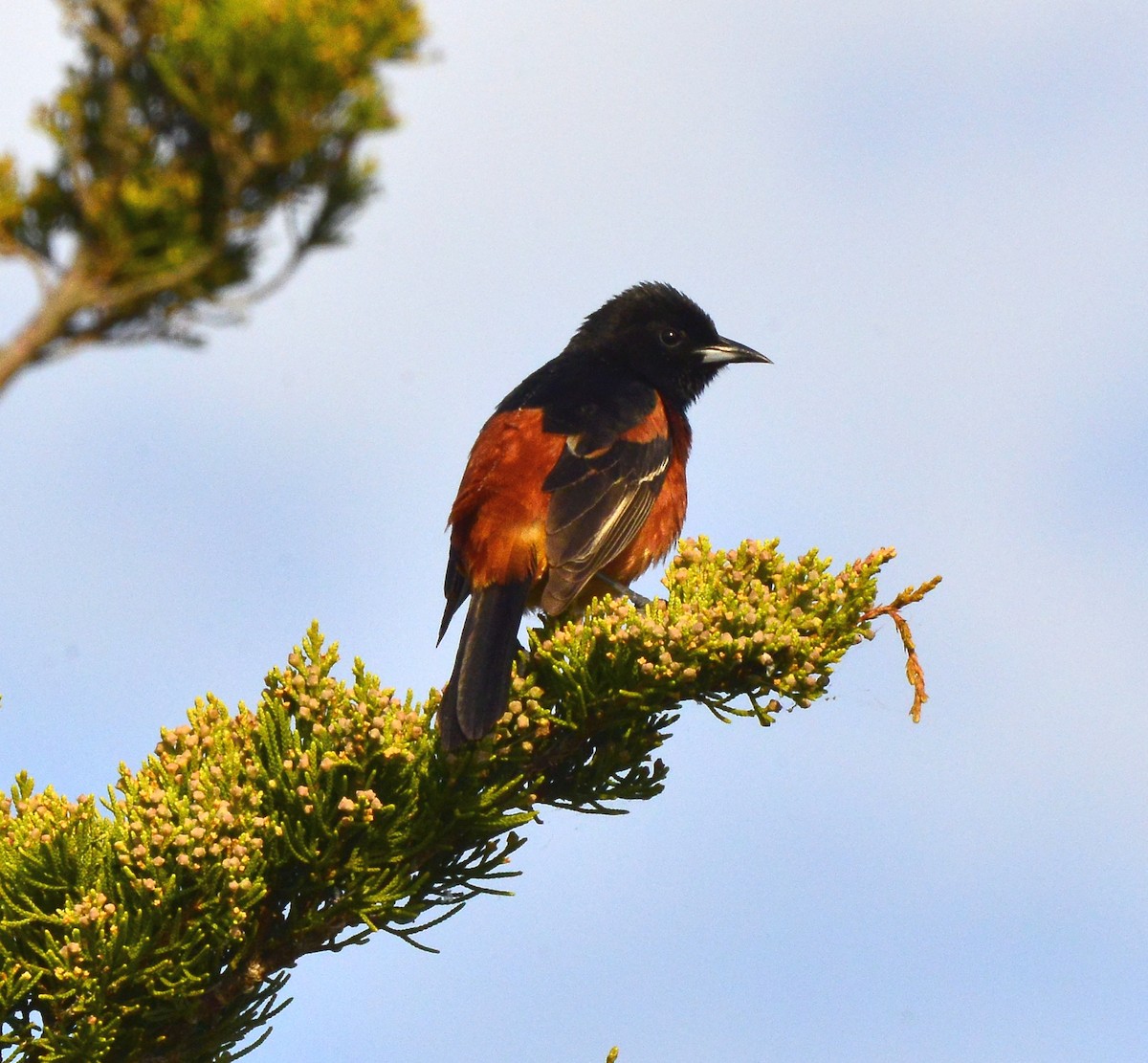 Orchard Oriole - ML452481681