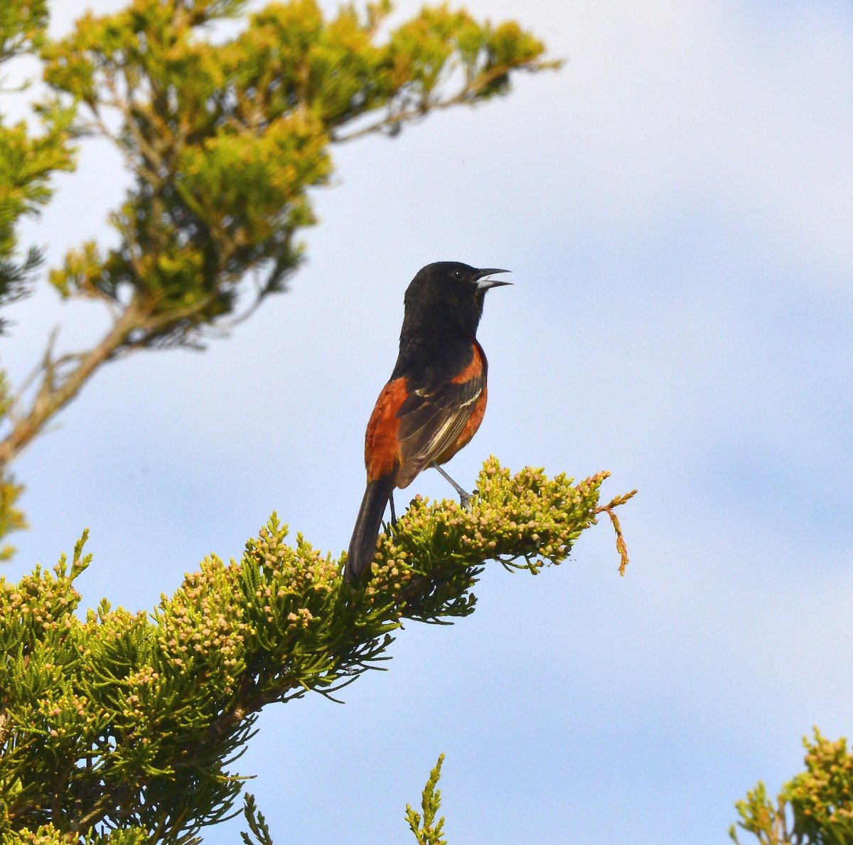 Orchard Oriole - ML452481711
